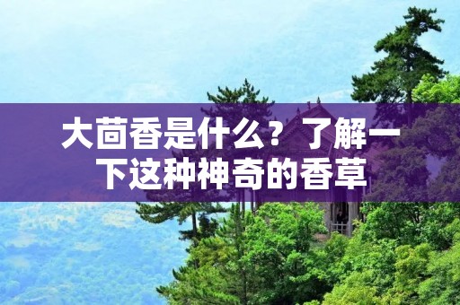 大茴香是什么?了解一下这种神奇的香草