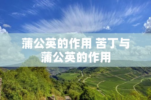 蒲公英的作用 苦丁与蒲公英的作用
