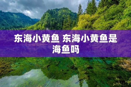 东海小黄鱼 东海小黄鱼是海鱼吗