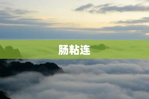 肠粘连:解析与治疗