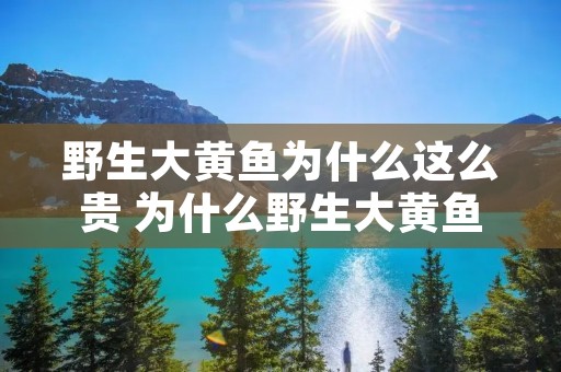 野生大黄鱼为什么这么贵 为什么野生大黄鱼那么贵