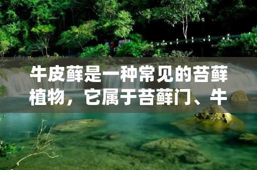 牛皮藓是一种常见的苔藓植物，它属于苔藓门、牛皮藓科、牛皮藓属。它的学名为Pseudoscleropodium purum，又称为假硬藓，广泛分布于全球温带和寒带地区。牛皮藓的体型较大，通常呈现出簇生状，形似牛皮，因此得名。它具有很强的适应性，可以生长在各种环境中，包括树木、岩石和土壤表面。
