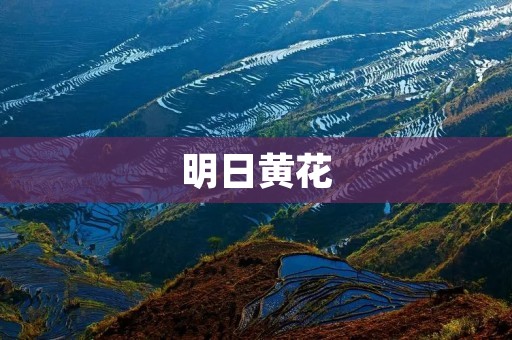 明日黄花：一种美丽而短暂的花朵