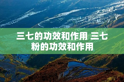 三七的功效和作用 三七粉的功效和作用 三七的功效和作用 三七粉的功效和作用