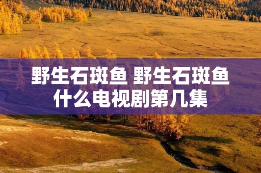 野生石斑鱼 野生石斑鱼什么电视剧第几集
