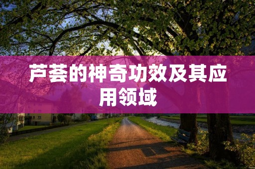 芦荟的神奇功效及其应用领域