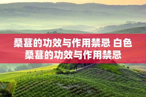 桑葚的功效与作用禁忌 白色桑葚的功效与作用禁忌