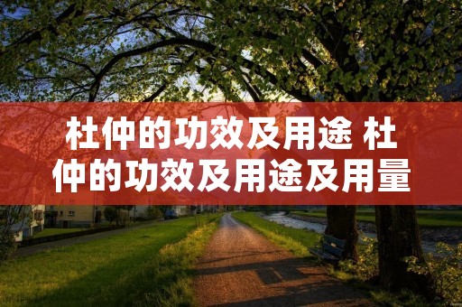 杜仲的功效及用途 杜仲的功效及用途及用量