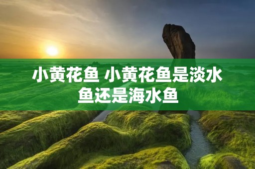 小黄花鱼 小黄花鱼是淡水鱼还是海水鱼