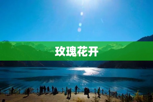 玫瑰花开:一场缤纷的花海盛宴