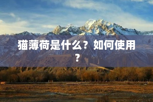 猫薄荷是什么?如何使用?