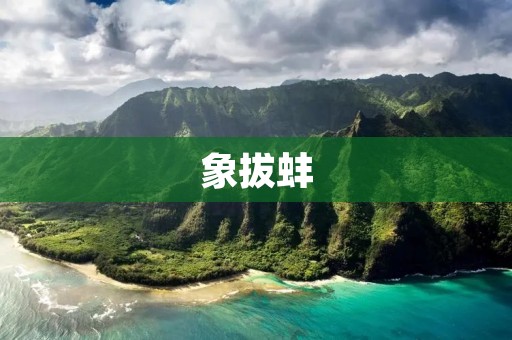 象拔蚌:海底奇妙生物