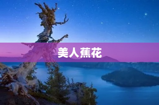美人蕉花:魅力绽放的花海