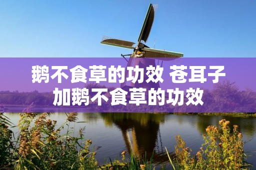 鹅不食草的功效 苍耳子加鹅不食草的功效 鹅不食草的功效 苍耳子加鹅不食草的功效