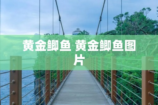 黄金鲫鱼 黄金鲫鱼图片