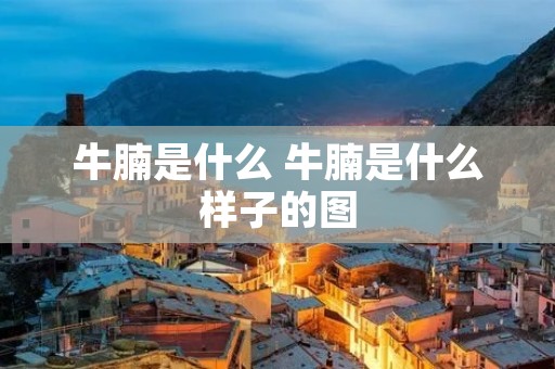牛腩是什么 牛腩是什么样子的图 牛腩是什么 牛腩是什么样子的图