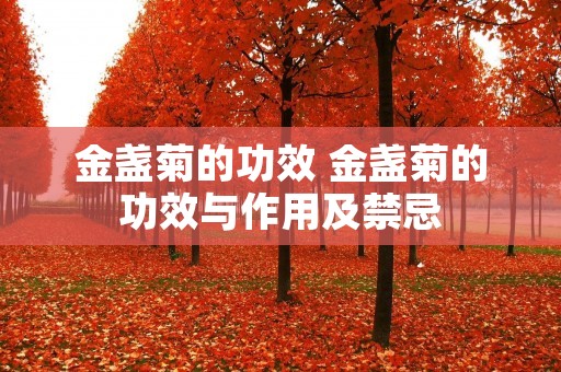 金盏菊的功效 金盏菊的功效与作用及禁忌 金盏菊的功效 金盏菊的功效与作用及禁忌