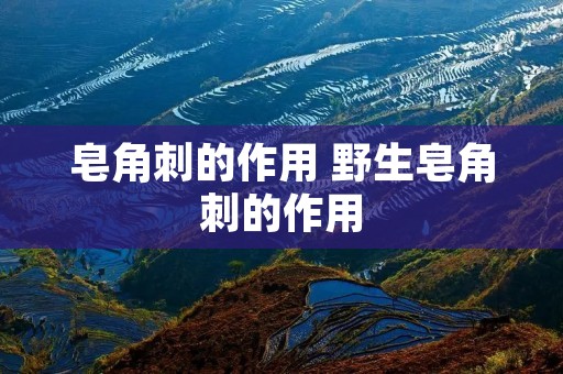 皂角刺的作用 野生皂角刺的作用