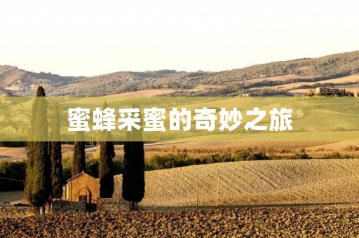 蜜蜂采蜜的奇妙之旅