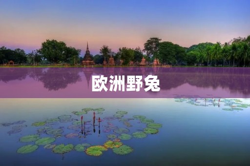 欧洲野兔:生态角色与保护措施