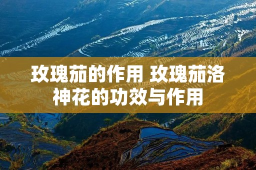 玫瑰茄的作用 玫瑰茄洛神花的功效与作用