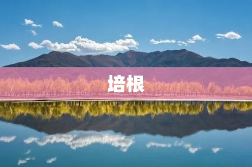 培根:探索科学与哲学的先驱者