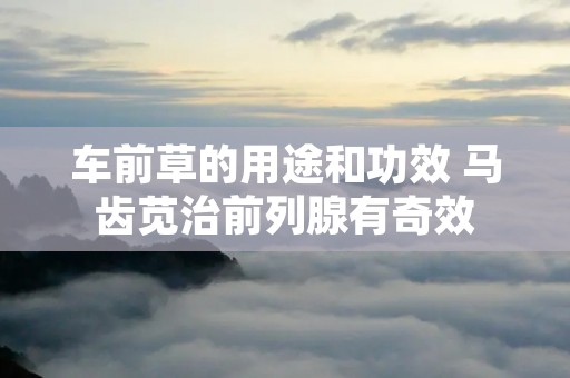 车前草的用途和功效 马齿苋治前列腺有奇效 车前草的用途和功效 马齿苋治前列腺有奇效