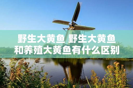 野生大黄鱼 野生大黄鱼和养殖大黄鱼有什么区别