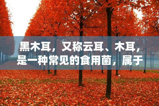 黑木耳，又称云耳、木耳，是一种常见的食用菌，属于真菌界，木耳科，黑木耳属。它的学名为Auricularia auricula-judae，是一种生长在树木上的真菌。黑木耳在我国有着悠久的历史，被广泛应用于烹饪和中药领域。它不仅具有丰富的营养价值，还被认为具有多种药用功效。