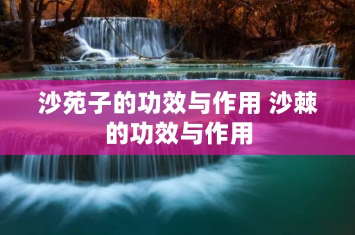沙苑子的功效与作用 沙棘的功效与作用
