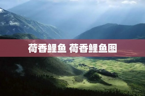 荷香鲤鱼 荷香鲤鱼图