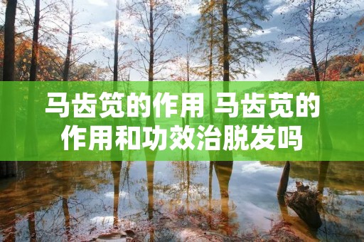 马齿笕的作用 马齿苋的作用和功效治脱发吗 马齿笕的作用 马齿苋的作用和功效治脱发吗