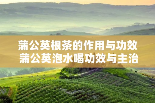 蒲公英根茶的作用与功效 蒲公英泡水喝功效与主治 蒲公英根茶的作用与功效 蒲公英泡水喝功效与主治