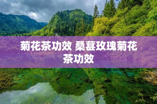 菊花茶功效 桑葚玫瑰菊花茶功效