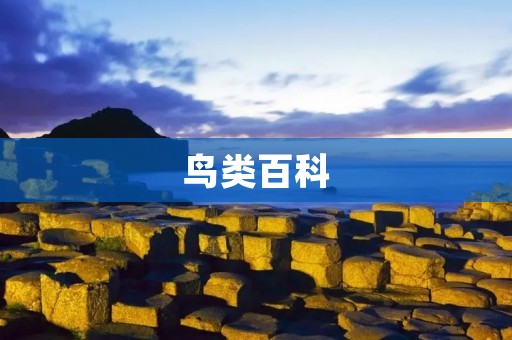 鸟类百科:探索羽翼的奇妙世界