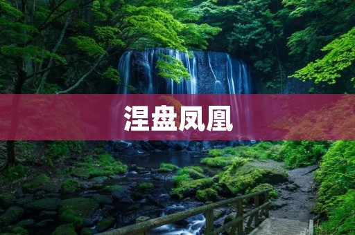涅盘凤凰:重生之路