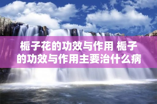 栀子花的功效与作用 栀子的功效与作用主要治什么病