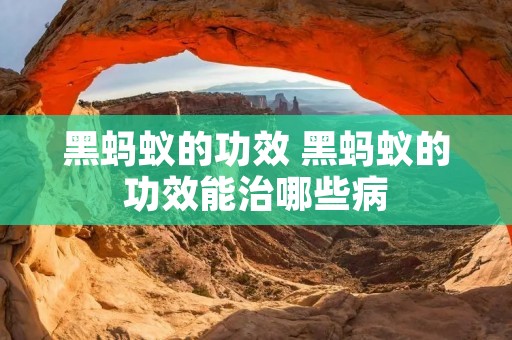 黑蚂蚁的功效 黑蚂蚁的功效能治哪些病
