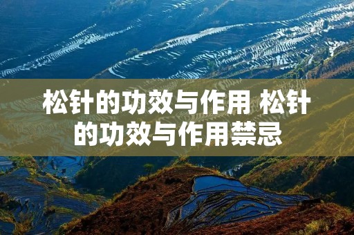 松针的功效与作用 松针的功效与作用禁忌 松针的功效与作用 松针的功效与作用禁忌