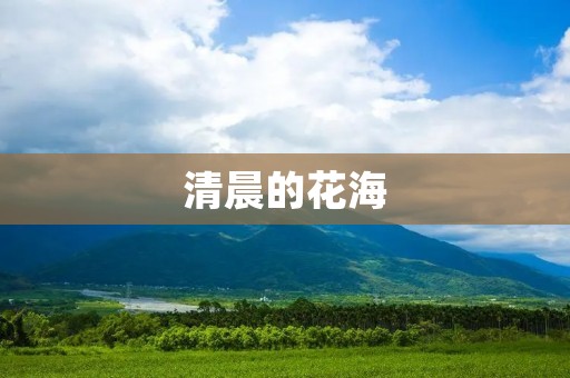 清晨的花海