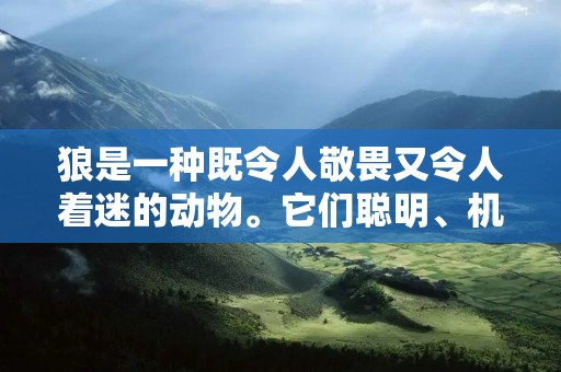狼是一种既令人敬畏又令人着迷的动物。它们聪明、机敏，具有强大的狩猎能力和卓越的团队合作精神。因此，人们在日常生活中常常用狼来比喻一些具有狡诈、凶狠、狠毒等特质的人或事物。下面我们将通过一些关于狼的成语，来探讨狼的形象在汉语中的多样性和丰富性。