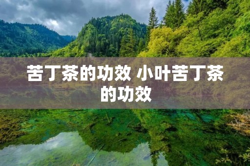 苦丁茶的功效 小叶苦丁茶的功效