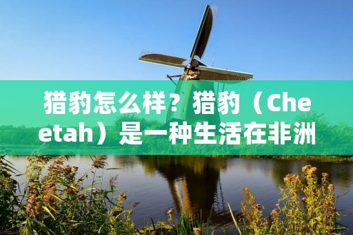 猎豹怎么样?猎豹(Cheetah)是一种生活在非洲大陆的大型猫科动物,被誉为“草原上的飞行者”。它以其出色的奔跑速度和优美的身姿而闻名于世。猎豹的整体外观特征和行为习性使其成为了一个备受人们关注的话题。下面将详细描述猎豹的外貌特征、奔跑速度、狩猎技巧和生活习性等方面的内容,带领读者更深入地了解这个令人着迷的动物。 猎豹怎么样?猎豹(Cheetah)是一种生活在非洲大陆的大型猫科动物,被誉为“草原上的飞行者”。它以其出色的奔跑速度和优美的身姿而闻名于世。猎豹的整体外观特征和行为习性使其成为了一个备受人们关注的话题。下面将详细描述猎豹的外貌特征、奔跑速度、狩猎技巧和生活习性等方面的内容,带领读者更深入地了解这个令人着迷的动物。