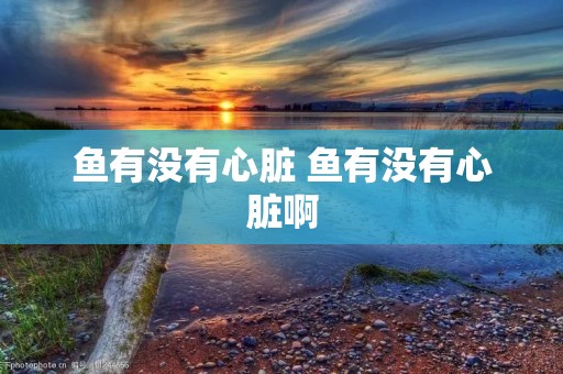 鱼有没有心脏 鱼有没有心脏啊