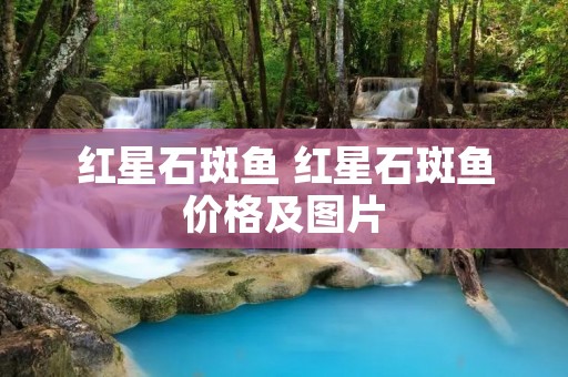 红星石斑鱼 红星石斑鱼价格及图片