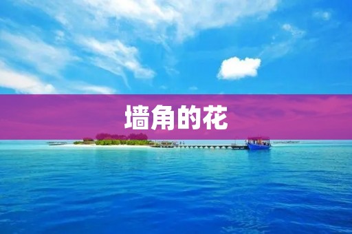 墙角的花:静默中的美丽