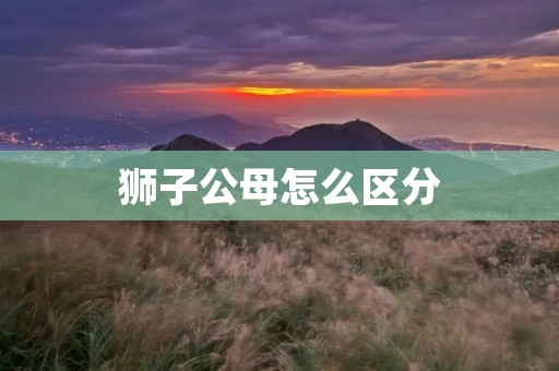 狮子公母怎么区分