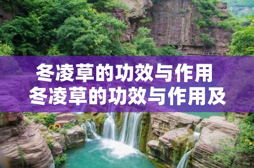 冬凌草的功效与作用 冬凌草的功效与作用及禁忌 冬凌草的功效与作用 冬凌草的功效与作用及禁忌