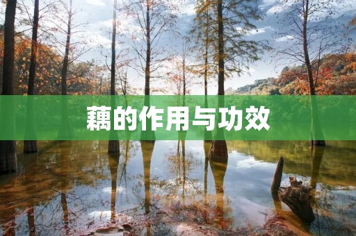 藕的作用与功效