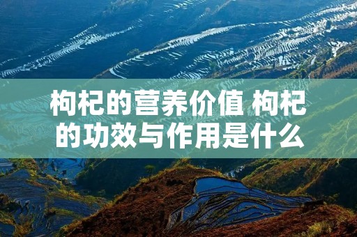 枸杞的营养价值 枸杞的功效与作用是什么